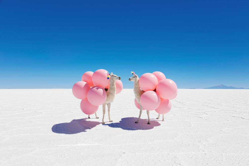 Grey Malin Two Llamas With Pink Balloons